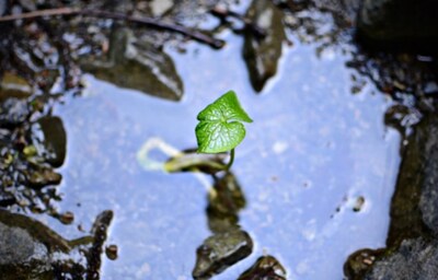 The Story of Japanese Wasabi