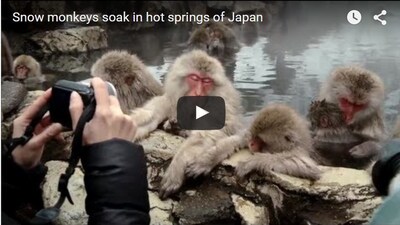 冬天看雪猴泡温泉