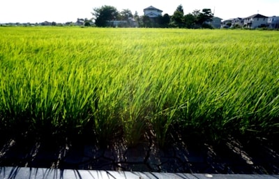 Things I Love About Japan: Rice Fields