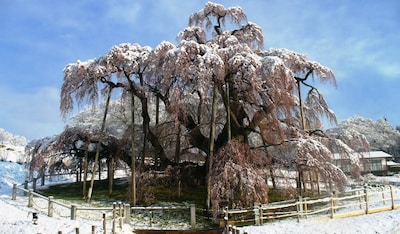 Behold the Magic of Snow Sakura!