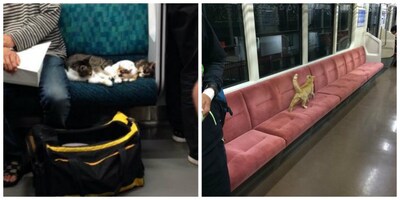 Curious Cats Sneak onto Trains