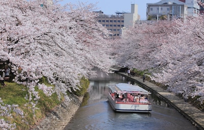 3 Breathtaking Cherry Blossom Spots in Toyama