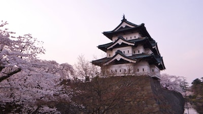 Sakura in Hirosaki City