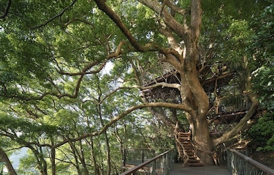 Treehouse Built Around 300-Year-Old Tree