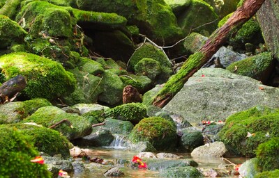 Hidden Gems in Emerald-Green Yakushima!