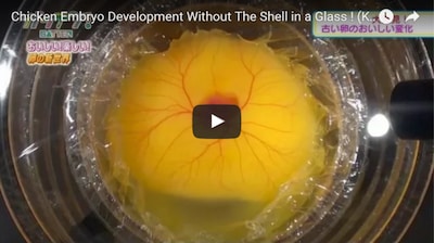 How to Hatch an Egg Without Its Shell