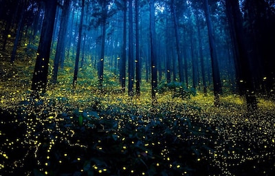 Magical Photographs of Fireflies in Japan