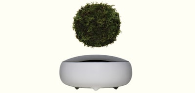 Surreal Levitating Air Bonsai Now Available