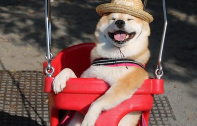 A Dog Day Afternoon at the Playground