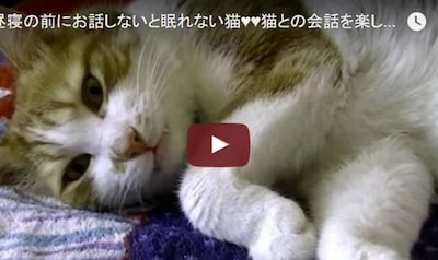 Adorable Cat Needs a Chat Before His Catnap