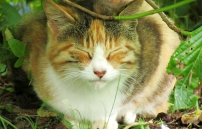 Explore This Cat Island Close to Tokyo