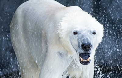 與動物夥伴共同分享歡樂的旭山動物園