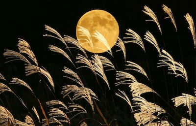 Savor the Harvest Moon