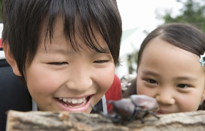 7 Popular Insects in Japan