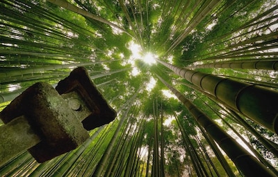 Hokokuji: The Bamboo Temple of Kamakura