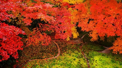 Kyoto Temple Offers Rare Autumn Illumination