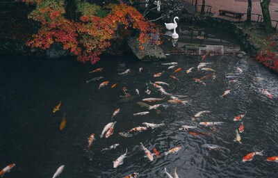 闲看院内满庭芳 ー 南禅寺天授庵的红叶绝景