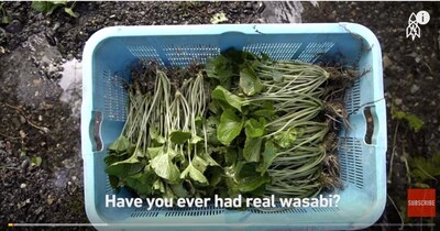 Get to Know the Real Wasabi