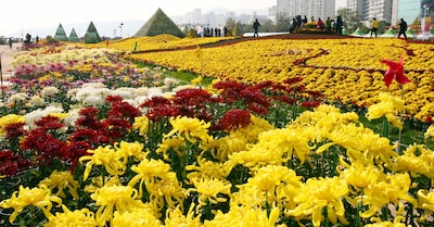 향긋한 국화 냄새가 가득한 다카하타후도손 ‘국화축제’