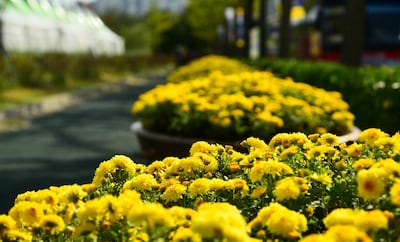 분쿄구 국화 축제