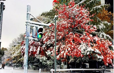 Beautiful Images of Snow-Covered Autumn Leaves