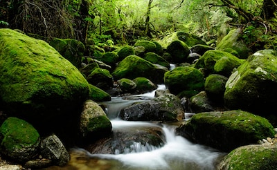 Yakushima เกาะแห่งความพิศวง