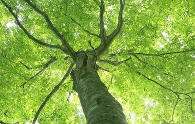 The Oldest Beech Trees in Asia