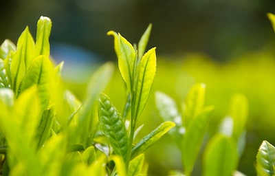 How to Brew the Perfect Cup of Green Tea