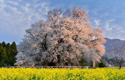 Top 6 'Hanami' Spots in Kyushu