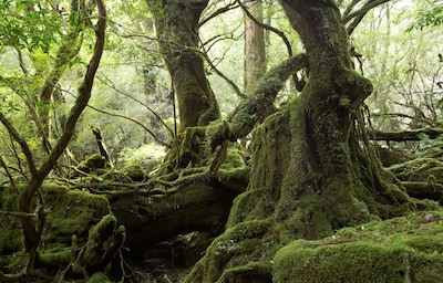 Go Natural at 4 Amazing UNESCO Sites in Japan