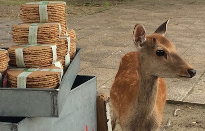 A Quick Guide to the Sights of Nara