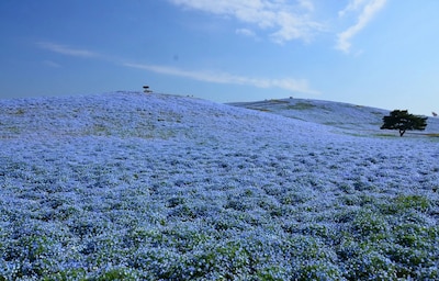 4.5 Million Flowers Keep This Park Blue