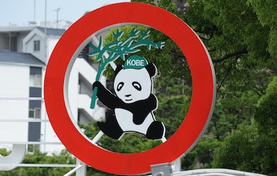 Meet a Giant Panda at Kobe Oji Zoo!