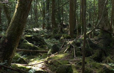 Take a Chilling Hike Through Aokigahara Forest