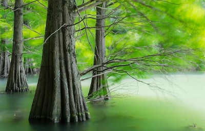 Escape into a Magical Forest in Fukuoka