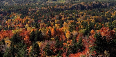 2017 Autumn Foliage Forecast