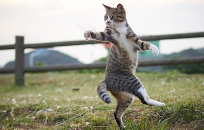 These Stray Cats Have Serious Ninja Skills!