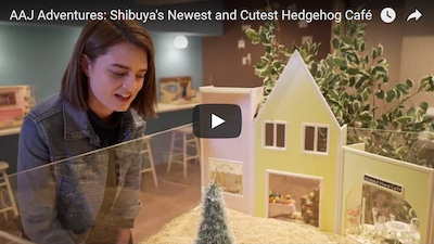 AAJ Adventures: Shibuya's Cutest Hedgehog Café