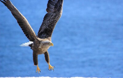 22 Animals to See in Japan's National Parks