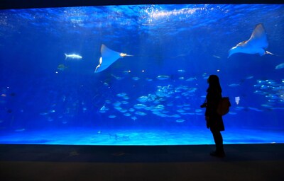 【鹿兒島自由行】鹿兒島市區的推薦景點｜鹿兒島水族館・櫻島渡輪・櫻島・鹿兒島屋台村