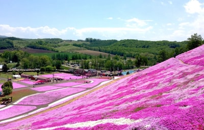 Hokkaido Flowers Spring into Bloom