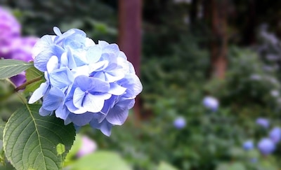 Top Hydrangea Spots Around Tokyo