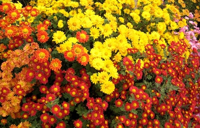 도쿄에서 즐기는 향기로운 국화 축제