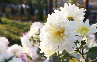 분쿄 국화 축제 2018