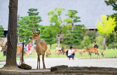 5 Mouth-Watering Restaurants in Nara