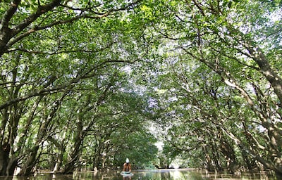 Iriomote—Japan’s Last Secluded Isle