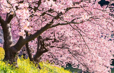 Capturing the Perfect Pink of Sakura