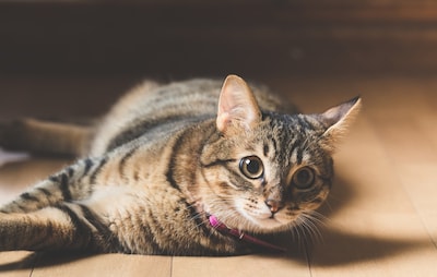 Feline Furniture is Purrfect for Cats & Owners