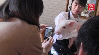 Pigs Populate the Latest Tokyo Animal Café