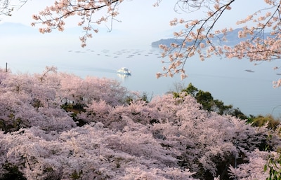 The Cherry Blossom Beauty of Shodoshima